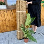 Kokosová tyč - opora pre popínavé izbové rastliny - dĺžka 120 cm, ⌀ 6 cm